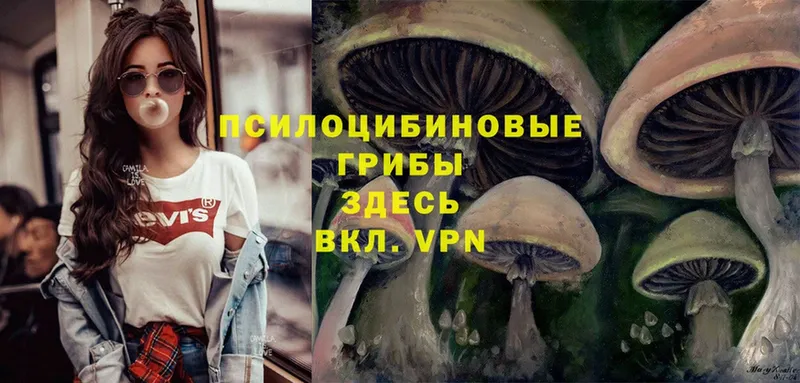 Галлюциногенные грибы Psilocybe  сколько стоит  Оха 